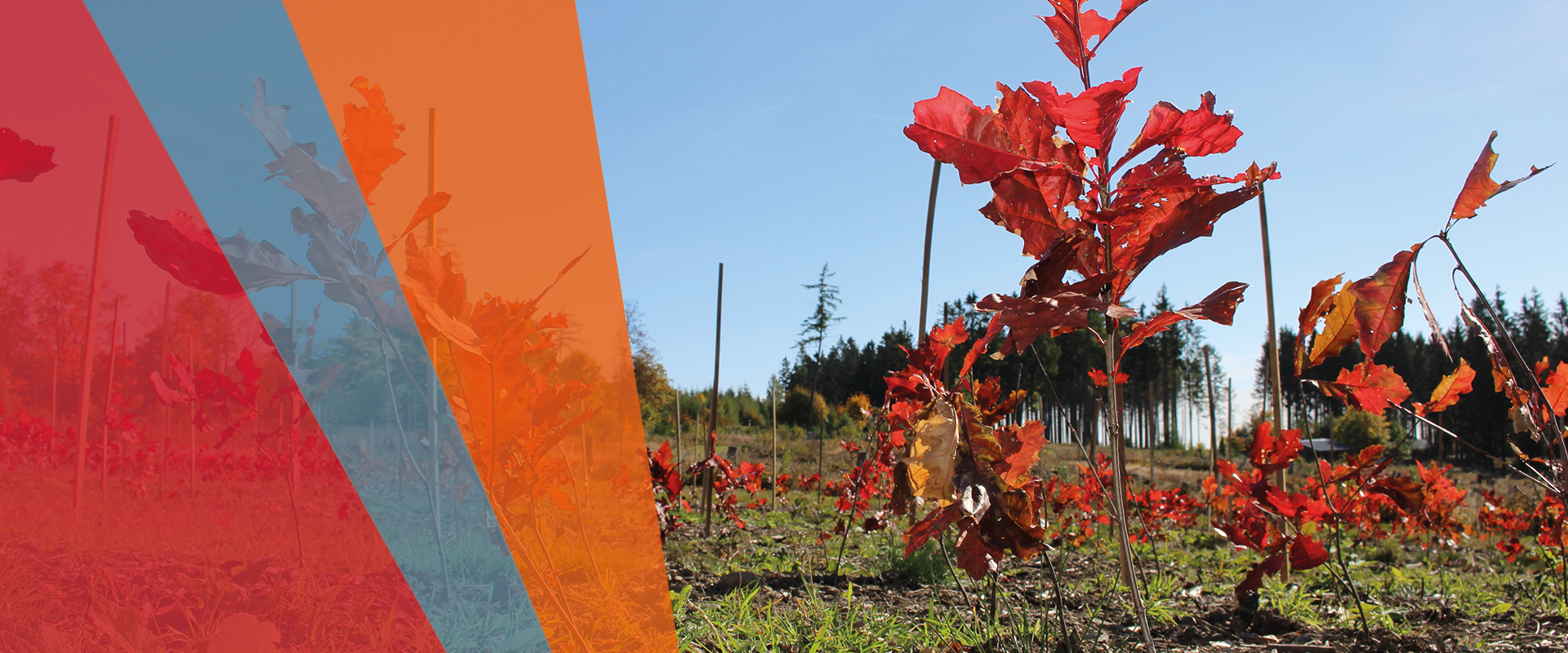 Sustainability Report